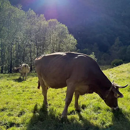 Holiday home Verzasca Ofelia *